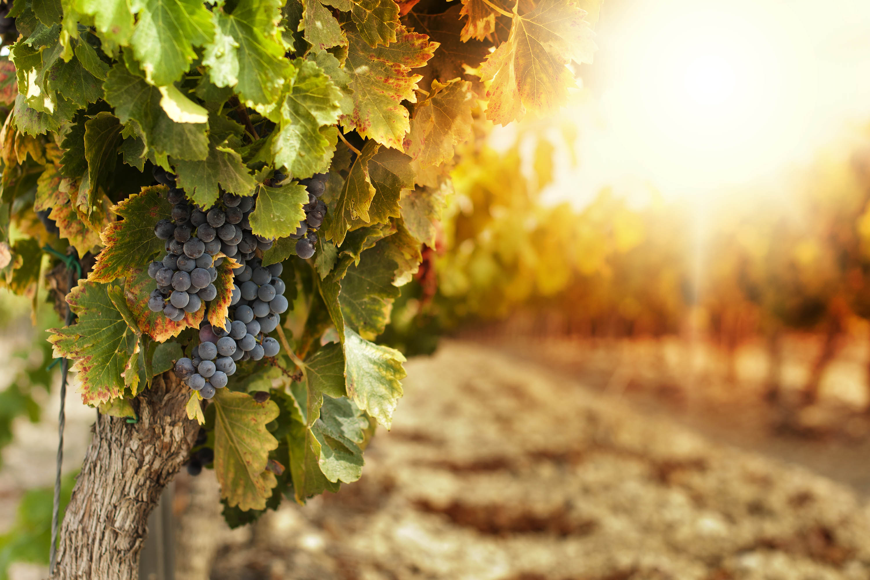 wine grapes